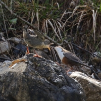 Pluszcz - Cinclus cinclus - White-throated Dipper