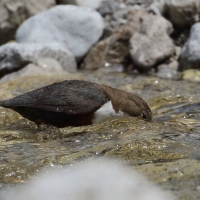 Pluszcz - Cinclus cinclus - White-throated Dipper
