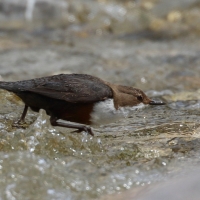 Pluszcz - Cinclus cinclus - White-throated Dipper