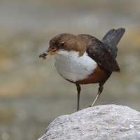 Pluszcz - Cinclus cinclus - White-throated Dipper