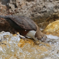 Pluszcz - Cinclus cinclus - White-throated Dipper