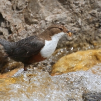 Pluszcz - Cinclus cinclus - White-throated Dipper