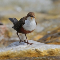 Pluszcz - Cinclus cinclus - White-throated Dipper