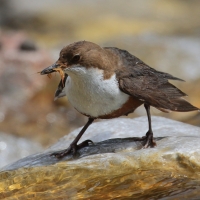 Pluszcz - Cinclus cinclus - White-throated Dipper