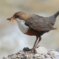 Pluszcz - Cinclus cinclus - White-throated Dipper