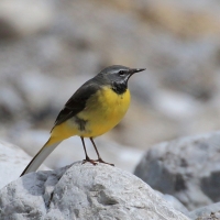 Pliszka górska - Motacilla cinerea - Grey Wagtail