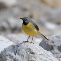 Pliszka górska - Motacilla cinerea - Grey Wagtail