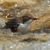 Pluszcz - Cinclus cinclus - White-throated Dipper