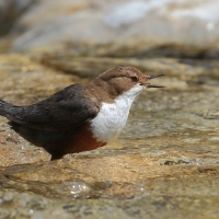 Pluszcz - Cinclus cinclus - White-throated Dipper