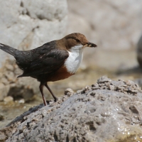 Pluszcz - Cinclus cinclus - White-throated Dipper