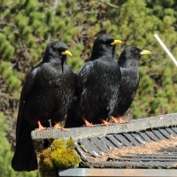 Wieszczek - Pyrrhocorax graculus - Yellow-billed Chough