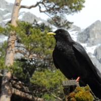 Wieszczek - Pyrrhocorax graculus - Yellow-billed Chough