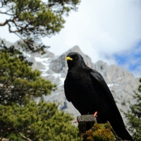Wieszczek - Pyrrhocorax graculus - Yellow-billed Chough