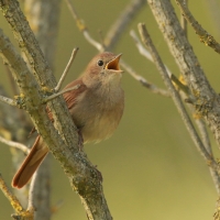 Słowik rdzawy - Luscinia megarhynchos - Common Nightingale