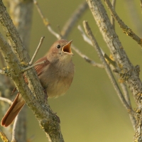 Słowik rdzawy - Luscinia megarhynchos - Common Nightingale