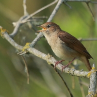 Słowik rdzawy - Luscinia megarhynchos - Common Nightingale