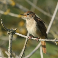 Słowik rdzawy - Luscinia megarhynchos - Common Nightingale