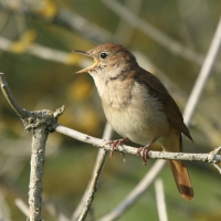 Słowik rdzawy - Luscinia megarhynchos - Common Nightingale