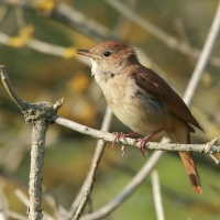 Słowik rdzawy - Luscinia megarhynchos - Common Nightingale