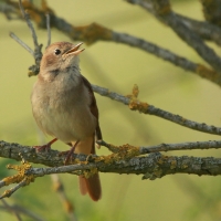 Słowik rdzawy - Luscinia megarhynchos - Common Nightingale