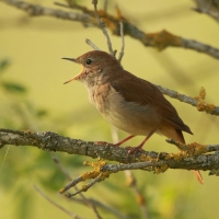 Słowik rdzawy - Luscinia megarhynchos - Common Nightingale