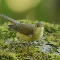 Trzcinniczek - Acrocephalus scirpaceus - Common Reed Warbler