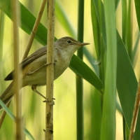 Trzcinniczek - Acrocephalus scirpaceus - Common Reed Warbler
