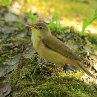 Trzcinniczek - Acrocephalus scirpaceus - Common Reed Warbler