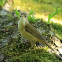 Trzcinniczek - Acrocephalus scirpaceus - Common Reed Warbler