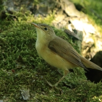Trzcinniczek - Acrocephalus scirpaceus - Common Reed Warbler