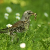 Kwiczoł - Turdus pilaris - Fieldfare