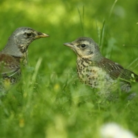 Kwiczoł - Turdus pilaris - Fieldfare