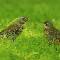 Kwiczoł - Turdus pilaris - Fieldfare