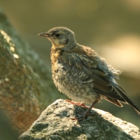 Kwiczoł - Turdus pilaris - Fieldfare