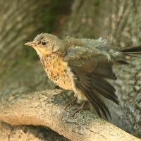 Kwiczoł - Turdus pilaris - Fieldfare