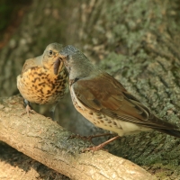 Kwiczoł - Turdus pilaris - Fieldfare