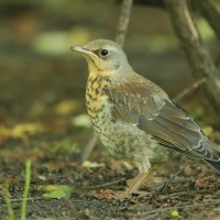 Kwiczoł - Turdus pilaris - Fieldfare