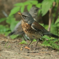 Kwiczoł - Turdus pilaris - Fieldfare