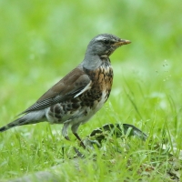 Kwiczoł - Turdus pilaris - Fieldfare