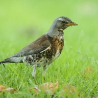 Kwiczoł - Turdus pilaris - Fieldfare