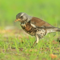 Kwiczoł - Turdus pilaris - Fieldfare