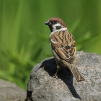 Mazurek - Passer montanus - Eurasian Tree Sparrowh