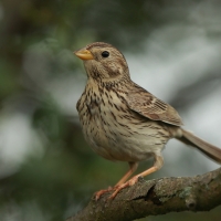 Potrzeszcz - Emberiza calandra - Corn Bunting