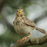 Potrzeszcz - Emberiza calandra - Corn Bunting