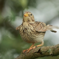 Potrzeszcz - Emberiza calandra - Corn Bunting