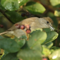Kapturka - Sylvia atricapilla - Eurasian Blackcap