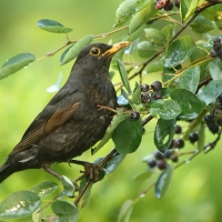 Kos - Turdus merula - Common Blackbird