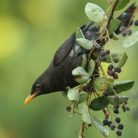 Kos - Turdus merula - Common Blackbird
