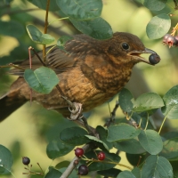 Kos - Turdus merula - Common Blackbird