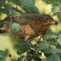 Kos - Turdus merula - Common Blackbird